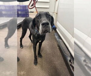 Great Dane Dogs for adoption in Oklahoma City, OK, USA