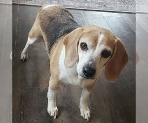 Beagle Dogs for adoption in Batavia, OH, USA