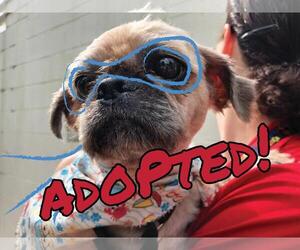Shih Tzu Dogs for adoption in Alexandria, VA, USA
