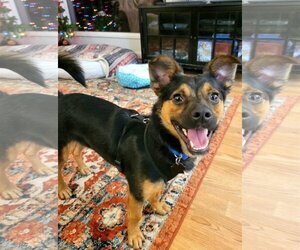 Spaniel-Unknown Mix Dogs for adoption in Davis, CA, USA