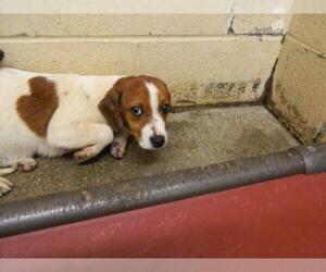 Beagle-Unknown Mix Dogs for adoption in Pikeville, KY, USA
