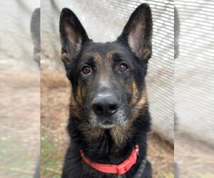 German Shepherd Dog Dogs for adoption in Woodland, CA, USA