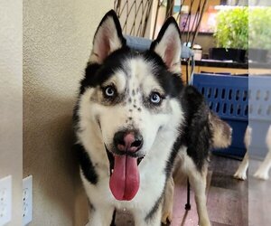 Siberian Husky Dogs for adoption in Omaha, NE, USA