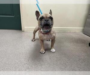 French Bulldog Dogs for adoption in Pasadena, CA, USA