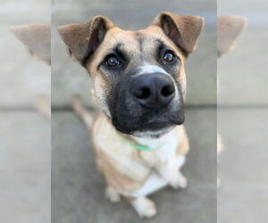 German Shepherd Dog Dogs for adoption in Sacramento, CA, USA