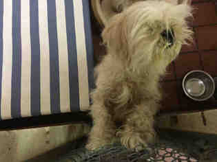 Shih Apso Dogs for adoption in Waynesville, NC, USA