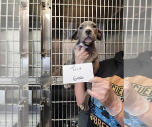 American Pit Bull Terrier Dogs for adoption in Evansville, IN, USA