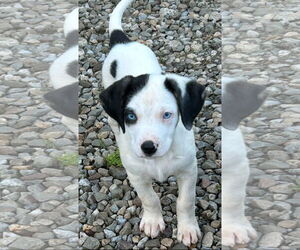 Labrador Retriever-Unknown Mix Dogs for adoption in Rockaway, NJ, USA