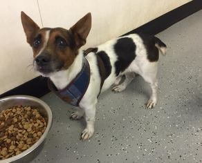 Jack Russell Terrier Dogs for adoption in Phoenix , AZ, USA
