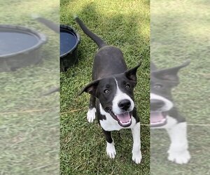 Borador Dogs for adoption in Harrison, AR, USA