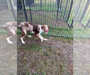 Catahoula Leopard Dog-Unknown Mix Dogs for adoption in Abbeville, LA, USA