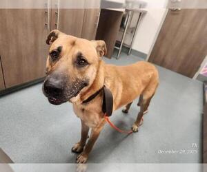 Black Mouth Cur Dogs for adoption in Baytown, TX, USA