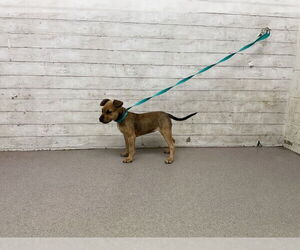American Staffordshire Terrier-Unknown Mix Dogs for adoption in San Bernardino, CA, USA
