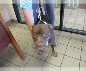 American Pit Bull Terrier Dogs for adoption in Ocala, FL, USA