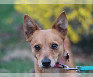 Rat-Cha Dogs for adoption in Cookeville, TN, USA