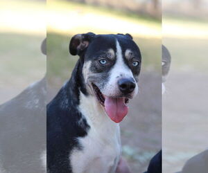 Beagle-Siberian Husky Mix Dogs for adoption in El Centro, CA, USA