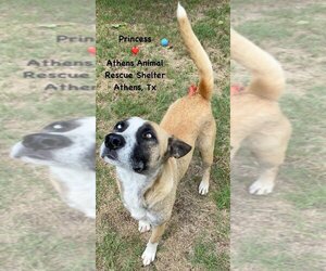 Huskies -Unknown Mix Dogs for adoption in Athens, TX, USA
