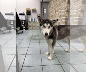 Siberian Husky Dogs for adoption in Carrollton, TX, USA