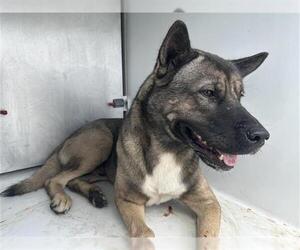 Akita Dogs for adoption in Houston, TX, USA