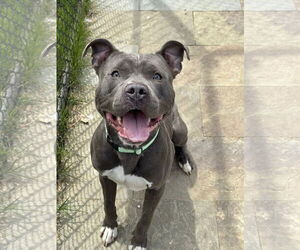 American Pit Bull Terrier-Unknown Mix Dogs for adoption in Millersville, MD, USA