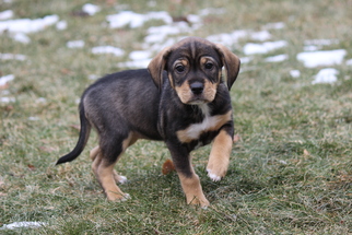 Bogle Dogs for adoption in Mechanicsburg, PA, USA