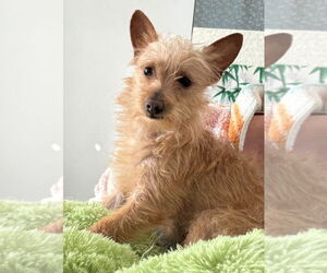 Chihuahua-Unknown Mix Dogs for adoption in Salt Lake City, UT, USA