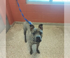 Boston Terrier-Unknown Mix Dogs for adoption in Pueblo, CO, USA