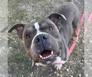 American Staffordshire Terrier-Unknown Mix Dogs for adoption in San Antonio, TX, USA
