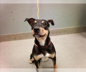Rottweiler-Unknown Mix Dogs for adoption in Las Vegas, NV, USA