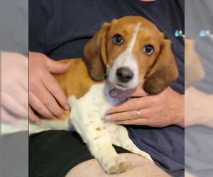 Basset Hound-Unknown Mix Dogs for adoption in Grafton, WI, USA