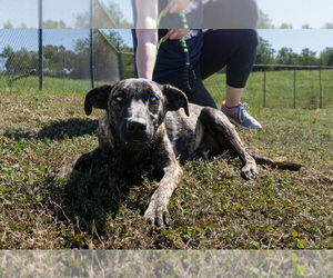 Mutt Dogs for adoption in Abbeville, LA, USA