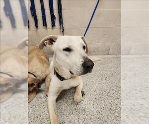 Labrador Retriever Dogs for adoption in Conroe, TX, USA