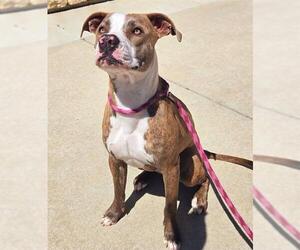 American Pit Bull Terrier Dogs for adoption in Sacramento, CA, USA