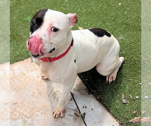 American Staffordshire Terrier Dogs for adoption in Fort Lauderdale, FL, USA