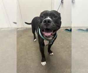 American Staffordshire Terrier-Bulldog Mix Dogs for adoption in Rosenberg, TX, USA