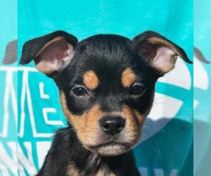 Medium Photo #1 Corgi Basset Puppy For Sale in Huntley, IL, USA