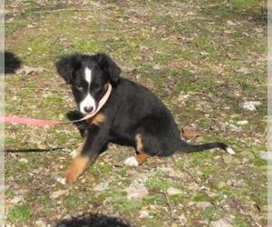 Medium Photo #1 Borador Puppy For Sale in Mountain Home, AR, USA