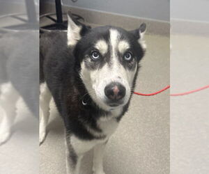 Siberian Husky-Unknown Mix Dogs for adoption in Las Vegas, NV, USA