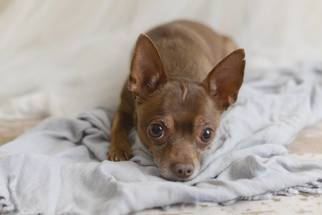 Chihuahua Dogs for adoption in Ferndale, WA, USA