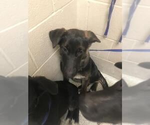 German Shepherd Dog Dogs for adoption in Conroe, TX, USA