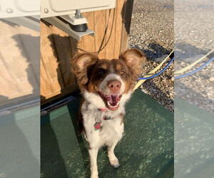 Australian Shepherd-Unknown Mix Dogs for adoption in Foristell, MO, USA