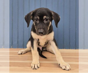 German Shepherd Dog-Unknown Mix Dogs for adoption in Lakewood, CO, USA