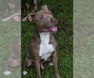 American Staffordshire Terrier Dogs for adoption in Thibodaux, LA, USA