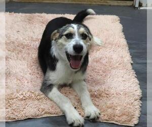 Mutt Dogs for adoption in Thief River Falls, MN, USA