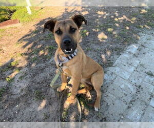 Black Mouth Cur Dogs for adoption in Ocala, FL, USA