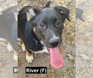 German Shepherd Dog-Unknown Mix Dogs for adoption in Oak Bluffs, MA, USA