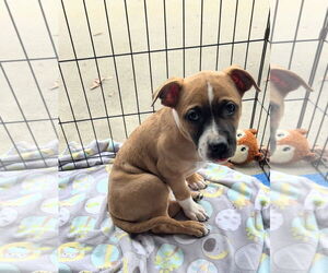 American Pit Bull Terrier-Unknown Mix Dogs for adoption in Holly Springs, NC, USA
