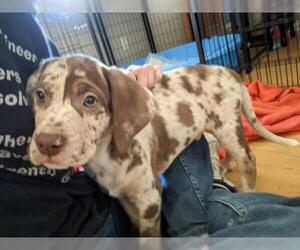 Catahoula Leopard Dog-Unknown Mix Dogs for adoption in danville, CA, USA
