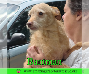 Mutt Dogs for adoption in Pensacola, FL, USA