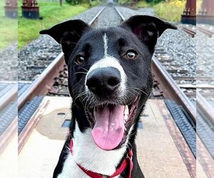 Mutt Dogs for adoption in Canton, CT, USA